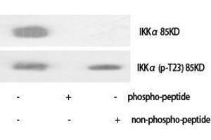 Western Blot (WB) analysis of specific cells using Phospho-IKKalpha (T23) Polyclonal Antibody. (IKK alpha anticorps  (pThr23))