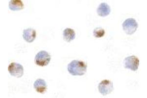 Immunocytochemistry of Acinus in K562 cells with AP30012PU-N Acinus antibody at 5 μg/ml.