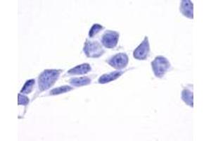 Anti-TPRA1 / GPR175 antibody immunocytochemistry (ICC) staining of untransfected HEK293 human embryonic kidney cells. (GPR175 anticorps  (Cytoplasmic Domain))
