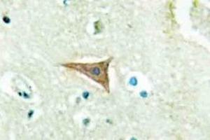 Immunohistochemistry analyzes of Ephrin-A5 antibody in paraffin-embedded human brain tissue. (Ephrin A5 anticorps)