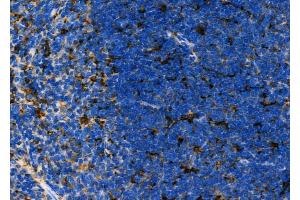 ABIN6261826 and ABIN6276867 at 1/100 staining Mouse spleen tissue by IHC-P. (FTL anticorps  (C-Term))