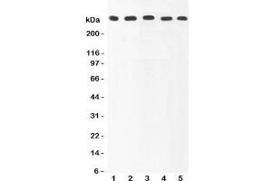Western blot testing of Ki67 antibody and Lane 1:  HeLa (Ki-67 anticorps  (AA 2860-3256))