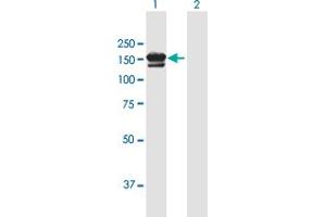 Western Blot analysis of SORCS3 expression in transfected 293T cell line by SORCS3 MaxPab polyclonal antibody.