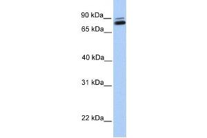 Western Blotting (WB) image for anti-gamma-Glutamyltransferase 7 (GGT7) antibody (ABIN2459265) (GGT7 anticorps)