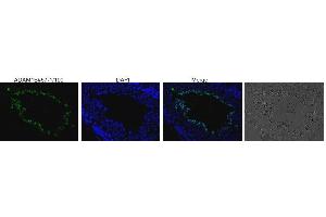 Immunofluorescence (IF) image for anti-A Disintegrin and Metallopeptidase Domain 1b (ADAM1B) antibody (ABIN3200995) (Adam1b anticorps)
