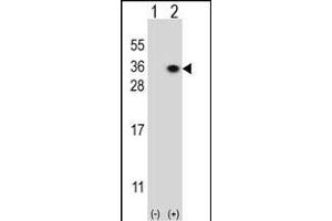Western blot analysis of HS2ST1 (arrow) using rabbit polyclonal HS2ST1 Antibody (N-term) (ABIN391988 and ABIN2841776). (HS2ST1 anticorps  (N-Term))