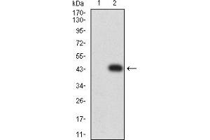 Western blot analysis using CD64 mAb against HEK293 (1) and CD64 (AA: extra 16-145)-hIgGFc transfected HEK293 (2) cell lysate.