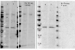 Western Blot of Goat anti-Rabbit IgG Peroxidase Conjugated Antibody. (Chèvre anti-Lapin IgG (Heavy & Light Chain) Anticorps (HRP))