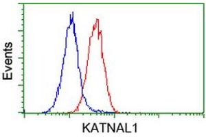 Flow cytometric Analysis of Hela cells, using anti-KATNAL1 antibody (ABIN2454320), (Red), compared to a nonspecific negative control antibody, (Blue). (KATNAL1 anticorps)