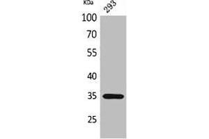 Western Blot analysis of 293 cells using RANKL Polyclonal Antibody.