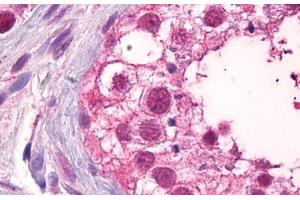 Anti-CCNE1 / Cyclin E1 antibody IHC staining of human testis.