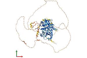 AlphaFold protein structure predicition of Mouse Recombinant Pak6 Protein, UniprotID Q3ULB5