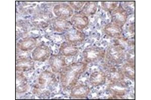 Immunohistochemistry of MTCH2 in mouse kidney tissue AP30569PU-N antibody at 5 μg/ml. (MTCH2 anticorps  (N-Term))