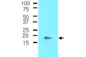 The cell lysate of A-549 (30 ug) was resolved by SDS-PAGE and probed with PPP1R14A monoclonal antibody, clone 4H10  (1:500). (CPI-17 anticorps  (AA 1-147))