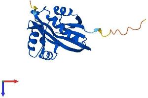 AlphaFold protein structure predicition of Mouse Recombinant Naa50 Protein, UniprotID Q6PGB6