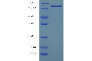 SDS-PAGE (SDS) image for Ganglioside-Induced Differentiation-Associated-Protein 2 (GDAP2) (AA 1-496), (full length) protein (His-SUMO Tag) (ABIN5711813)