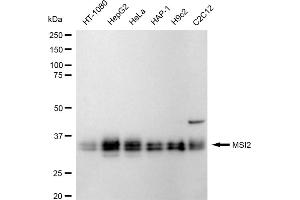 Western blotting analysis using MSI2 antibody (ABIN7799495). (Recombinant MSI2 anticorps)