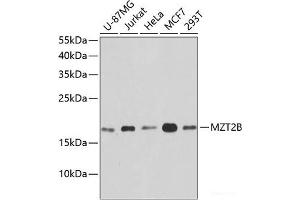 Western blot analysis of extracts of various cell lines using MZT2B Polyclonal Antibody at dilution of 1:1000. (MZT2B anticorps)