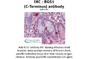 Image no. 1 for anti-Regulator of G-Protein Signaling 1 (RGS1) (C-Term) antibody (ABIN1738849) (RGS1 anticorps  (C-Term))