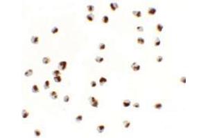 Immunocytochemistry of YPEL5 in A20 cells with YPEL5 antibody at 2.