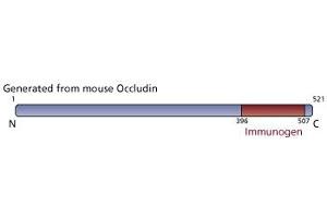 Image no. 2 for anti-Occludin (OCLN) (AA 396-507) antibody (ABIN968361) (Occludin anticorps  (AA 396-507))