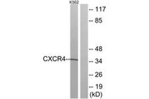 Western blot analysis of extracts from K562 cells, using CXCR4 Antibody. (CXCR4 anticorps  (AA 300-349))