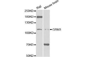 Western blot analysis of extracts of various cell lines, using GRM3 antibody. (Metabotropic Glutamate Receptor 3 anticorps  (AA 23-170))