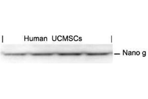 Western blot analysis of extracts from human Umbilical cord mesenchymal stem cell using Nanog. (Nanog anticorps  (AA 137-141))
