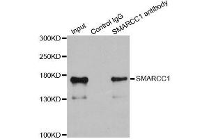Immunoprecipitation analysis of 200ug extracts of 293T cells using 1ug SMARCC1 antibody. (SMARCC1 anticorps  (AA 80-320))