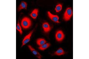 Immunofluorescent analysis of APOA1BP staining in HEK293T cells.