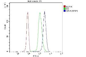 Flow Cytometry analysis of U937 cells using anti-GRM5 antibody (ABIN7600849). (Metabotropic Glutamate Receptor 5 anticorps  (AA 24-560))