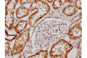 IHC image of ABIN7149158 diluted at 1:400 and staining in paraffin-embedded human kidney tissue performed on a Leica BondTM system. (COX2 anticorps  (AA 83-227))