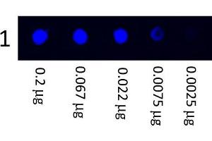 Dot Blot showing the detection of Human IgG. (Souris anti-Humain IgG (Heavy & Light Chain) Anticorps (FITC) - Preadsorbed)