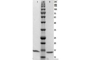 SDS-PAGE results of PARP1 (N-term ZF1) Control Protein. (PARP1 Protein (N-Term))