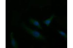 Immunofluorescence (IF) image for anti-T-cell surface glycoprotein CD1c (CD1C) antibody (ABIN2670676) (CD1c anticorps)