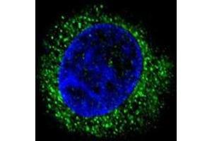 Confocal immunofluorescent analysis of AHSG Antibody (C-term) with HepG2 cell followed by Alexa Fluor® 488-conjugated goat anti-rabbit lgG (green).