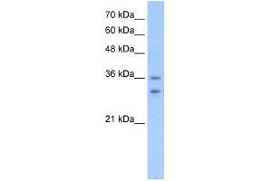 WB Suggested Anti-OR6C70 Antibody Titration:  2.