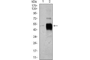 Western blot analysis using POU3F2 antibody against HeLa (1), and SK-N-SH (2) cell lysate. (POU3F2 anticorps  (AA 214-362))