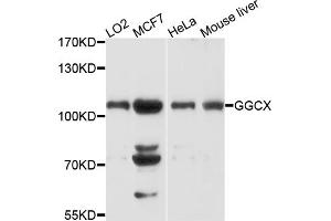 Western blot analysis of extracts of various cell lines, using GGCX antibody. (GGCX anticorps)