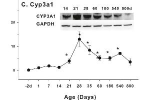 Age-related expression of CYP-3 family gene/proteins in livers of male rats. (CYP3A1 anticorps  (AA 231-330))