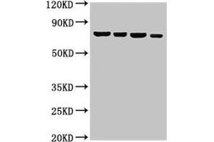 Western Blot Positive WB detected in: Hela whole cell lysate, U87 whole cell lysate, 293T whole cell lysate, Jurkat whole cell lysate All lanes: NFE2L3 antibody at 3 μg/mL Secondary Goat polyclonal to rabbit IgG at 1/50000 dilution Predicted band size: 77 kDa Observed band size: 77 kDa (NFE2L3 anticorps  (AA 132-260))