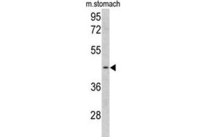 Western Blotting (WB) image for anti-Clusterin Associated Protein 1 (CLUAP1) antibody (ABIN3002721) (CLUAP1 anticorps)