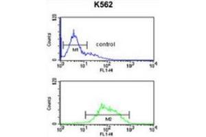 Flow cytometric analysis of K562 cells (bottom histogram) compared to a negative control cell (top histogram) using LCAT  Antibody , followed by FITC-conjugated goat-anti-rabbit secondary antibodies.