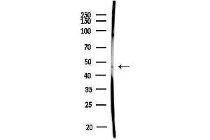 anti-Bile Acid CoA: Amino Acid N-Acyltransferase (Glycine N-Choloyltransferase) (BAAT) (N-Term) antibody