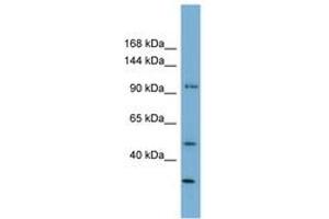 Image no. 1 for anti-Family with Sequence Similarity 35, Member A (FAM35A) (AA 71-120) antibody (ABIN6744170) (FAM35A anticorps  (AA 71-120))