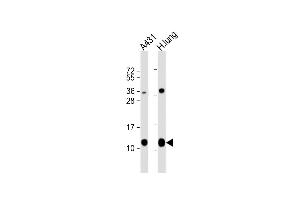 All lanes : Anti-S100A10 Antibody (Center) at 1:8000 dilution Lane 1: A431 whole cell lysate Lane 2: human lung lysate Lysates/proteins at 20 μg per lane. (S100A10 anticorps  (AA 12-40))