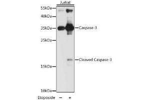 Western blot analysis of extracts of Jurkat cells, using CASP3 antibody. (Caspase 3 anticorps  (AA 55-160))