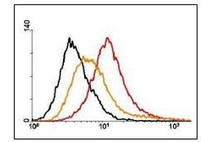 GM8G5 on renal cell carcinoma (RCC).