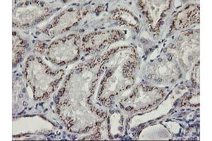 Immunohistochemical staining of paraffin-embedded Human Kidney tissue using anti-KCNJ3 mouse monoclonal antibody. (KCNJ3 anticorps  (AA 279-501))