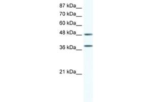 Western Blotting (WB) image for anti-Mitogen-Activated Protein Kinase 14 (MAPK14) antibody (ABIN2463689) (MAPK14 anticorps)
